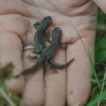 Newts to net gain - Sustainability.jpg